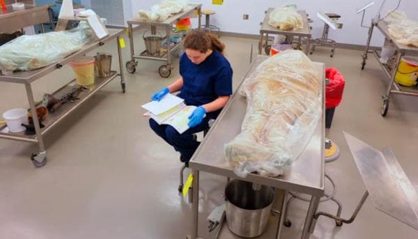 Mengenal Kadaver, Alat Praktek Kedokteran yang Bikin Geger Kampus Unpri Mengenal Kadaver, Alat Praktek Kedokteran yang Bikin Geger Kampus Unpri