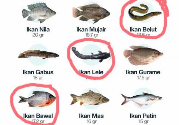 3 Ikan Tawar Punya Kandungan Kolesterol Tinggi, Sering Dikonsumsi Masyarakat Indonesia 3 Ikan Tawar Punya Kandungan Kolesterol Tinggi, Sering Dikonsumsi Masyarakat Indonesia