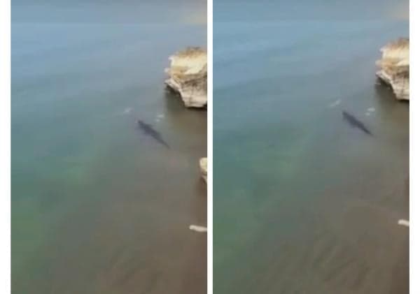 Viral Seekor Buaya Air Asin Muncul di Pantai