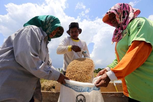 Harga Beras Naik, Ahli Gizi Sarankan Ini Sebagai Pengganti Makanan Pokok