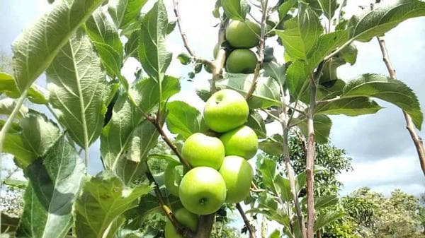 Ini Manfaat dan Kelebihan dari Buah Apel untuk Kesehatan Tubuh Ini Manfaat dan Kelebihan dari Buah Apel untuk Kesehatan Tubuh
