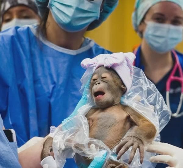 Seekor Bayi Orang Utan Kalimantan Lahir di Kebun Binatang Busch Gardens Tampa Bay Amerika Serikat