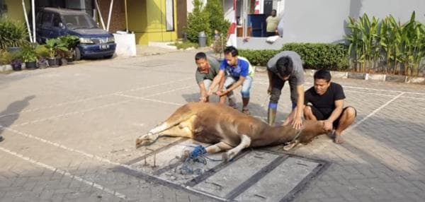 8 Keutamaan Berkurban di Hari Raya Idul Adha