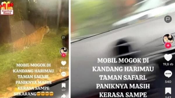 Mobil Mendadak Mogok di Kandang Harimau Taman Safari, Pengemudi Panik Seakan Maut Sudah Dekat