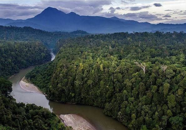 7 Daerah Penghasil Hutan Terbesar di Indonesia
