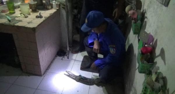 Bikin Kaget! Biawak Tiba-tiba Muncul di Dapur Rumah Pegawai Kecamatan di Jombang