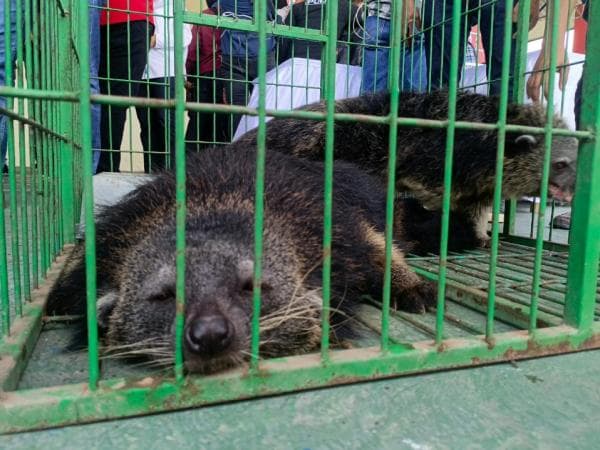 Polisi di Batam Sita Satwa Langka yang Dilindungi, Namanya Binturong Polisi di Batam Sita Satwa Langka yang Dilindungi, Namanya Binturong