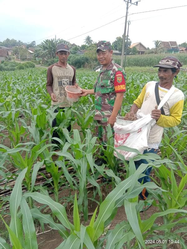 Anggota Babinsa Terjun Langsung Bantu Petani Dalam Pemupukan Jagung di Labuhan Jaya
