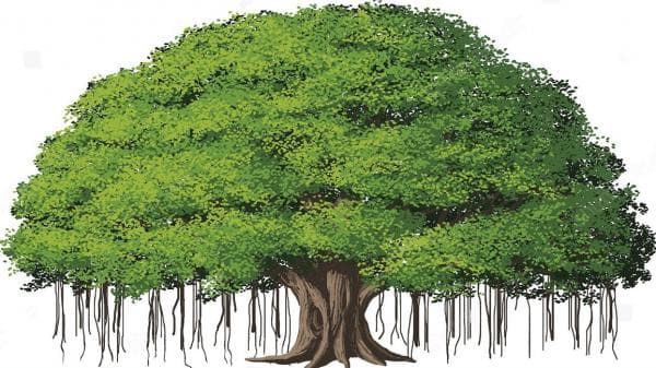 Mengapa Pohon Beringin Dianggap Keramat di Jawa Tengah?