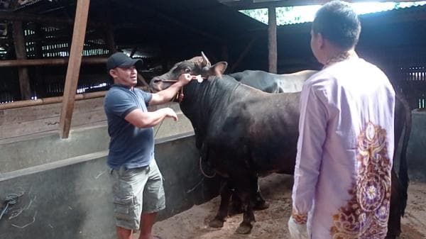 Periksa Kesehatan Hewan Kurban, Disnakan Kabupaten Ciamis Nyatakan 109 Ekor Sapi Tidak Lolos