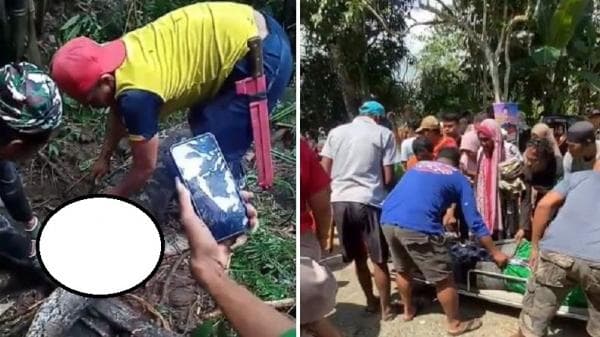 Ular Piton Telan Pekerja Kebun di Sulawesi Selatan, Begini Kronologinya