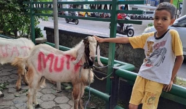 Demi Bisa Membeli Kambing Kurban, Muiz Bocah Kelas 4 SD Ini Rela Tak Jajan  di Sekolah