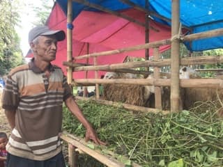 Penjual Hewan Kurban di Jember Mulai Diburu Pembeli, Kambing Jenis Dormas Paling Diminati Penjual Hewan Kurban di Jember Mulai Diburu Pembeli, Kambing Jenis Dormas Paling Diminati