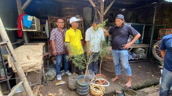 Nekat Budidaya Ganja di Atap Genteng Rumah, Teknisi HP di Bumiayu Diringkus Satresnarkoba Brebes