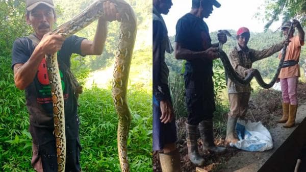 Ular Sanca Sepanjang 3 Meter Ditangkap Warga Ciamis Saat Gotong-royong