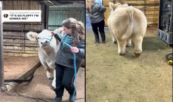 Viral! Sapi “Anggora” Berbulu Tebal Ini Bikin Warganet Terpesona, Aslinya Sapi Highland Viral! Sapi “Anggora” Berbulu Tebal Ini Bikin Warganet Terpesona, Aslinya Sapi Highland