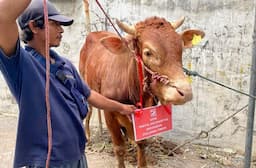 Kurban Idul Adha, PSI Jawa Timur Sumbang Sapi Limosin 700 Kg ke Desa Kauman Gresik