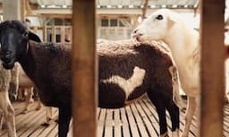 Kisah Nanang Muhibudin, Sukses Ternak Domba Dorper Beromzet Ratusan Juta Rupiah