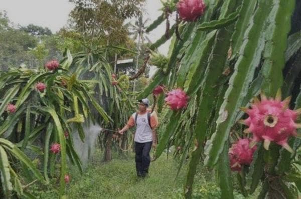 5 Daerah Penghasil Buah Naga Terbesar di Indonesia