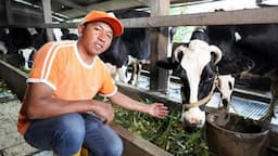 Nestlé Indonesia Konsisten Dukung Pemberdayaan Peternak Sapi Perah di Jatim