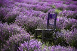 Jelajahi Taman Bunga Lavender Isparta, Surga Alam dan Sejarah di Turki