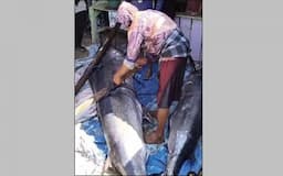 Nelayan Jago Taklukkan Sang Raja Lautan Ikan Marlin Raksasa