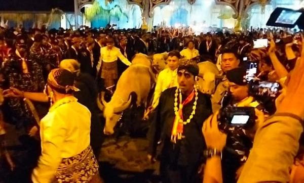 Kebo Bule Kiai Slamet sebagai Cucuk Lampah dalam Kirab Pusaka Malam 1 Suro