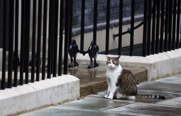 Kucing Downing Street Bernama Larry, Tinggal dengan 6 Perdana Menteri Inggris