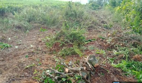 Rusak Perkebunan Teh Malabar PTPN I Regional 2, Polresta Bandung Panggil 27 Pelaku Rusak Perkebunan Teh Malabar PTPN I Regional 2, Polresta Bandung Panggil 27 Pelaku