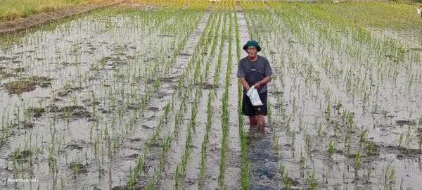 Inovasi Berlanjut, Pemkot Semarang dan BRIN Tanam Padi Biosalin dengan Sistem Tabela