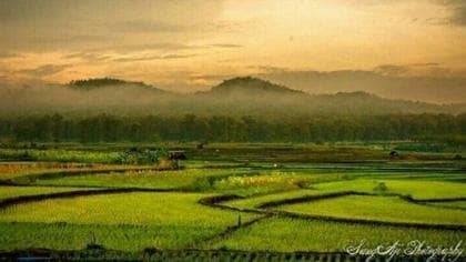 Suasana Mirip di Bali, Desa di Blora Punya Terasering