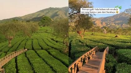 Pemandangan Mirip Lukisan, Kebun Teh Paling Cantik di Malang