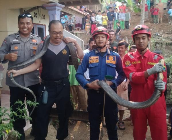 Mako 4 Damkar Cikalongkulon Evakuasi King Cobra Sepanjang Empat Meter di Permukiman Warga