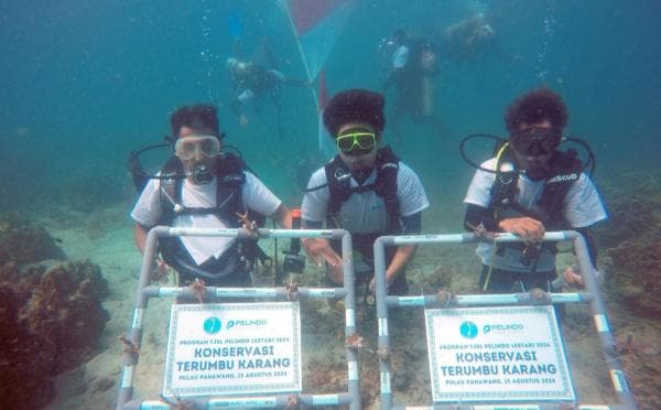 Rayakan HUT RI, Pelindo Terminal Petikemas Tanam 632 Terumbu Karang di Surga Bawah Laut Lampung