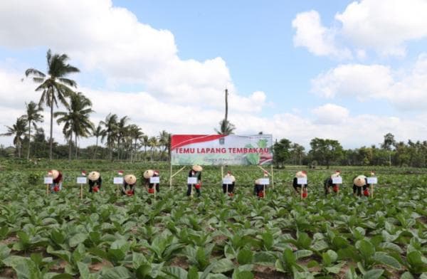 Pengembangan Potensi Tembakau Lumajang Diperlukan untuk Tingkatkan Nilai Jual dan Perluasan Pasar