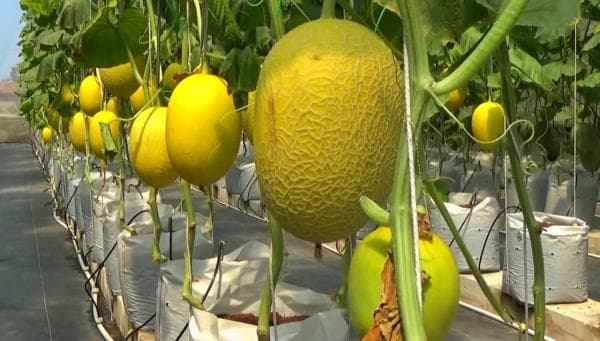 Kunjungi Kebun Melon Hidroponik di Ponorogo, Ada Varian Korea hingga Amerika Kunjungi Kebun Melon Hidroponik di Ponorogo, Ada Varian Korea hingga Amerika