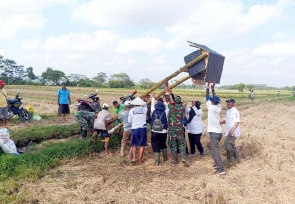 Upaya Kendalikan Hama Tikus Secara Alami, Petani di Lumajang Pasang Titoalda di Sawah