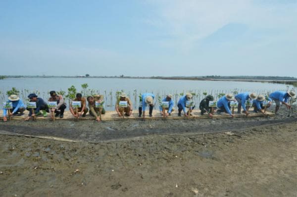 Peduli Lingkungan, Pelindo Tanam 25.600 Batang Mangrove di Desa Lontar Banten