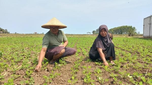 Dampak Kekeringan, Petani Sawah Tadah Hujan di Garut Beralih Tanam Kacang Tanah