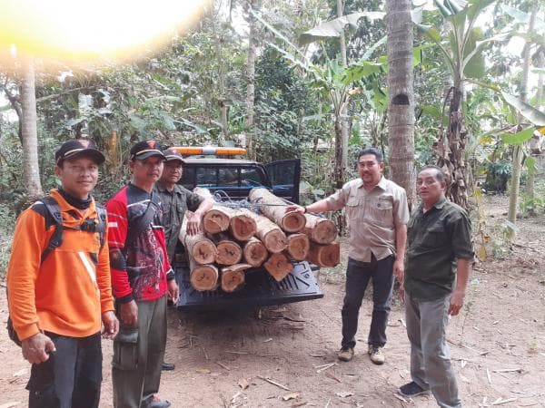 Penemuan Mengejutkan di Banyuwangi, Tim Gabungan Ungkap Penyimpanan Kayu Jati Ilegal