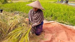 Ratusan Hektar Sawah di Garut Kekeringan Dengan Beragam Kategori