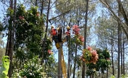 Angin Kencang di Kawasan Hutan Kamojang, Pohon Tumbang Timpa Jaringan Listrik PLN