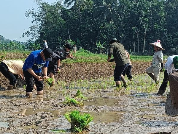 Andalkan Pompanisasi : Walau Kemarau Panjang, Petani di Lebak Bisa Tetap Tenang