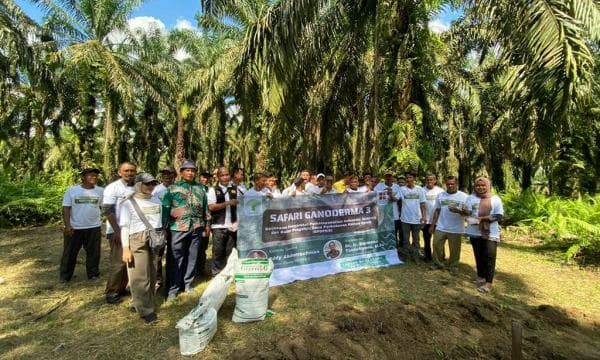 Ganoderma Ancaman Serius Keberlanjutan Petani Sawit di Indonesia