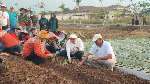 Gandeng BRIN, Mbak Ita Tanam Bawang Merah Lokananta Bisa Panen 20 Ton per Ha