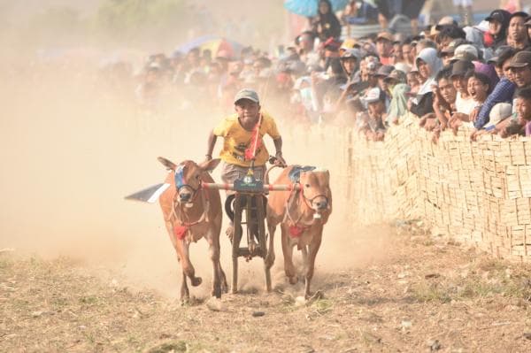 Kerapan Sapi Karang Taruna Cup di Probolinggo Jadi Ajang Pelestarian Budaya dan Hobi