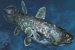 Ikan Coelacanth, Jadi Ikan Tertua yang Hidup di Dunia. Apakah di Pelihara di Indonesia?