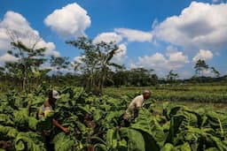 Harga Tembakau di Temanggung Melonjak Drastis, Capai 150 Ribu per Kilogram