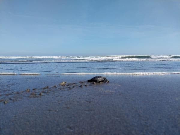 Foto Upaya Konservasi, Pertamina Patra Niaga Lepasliarkan 500 Tukik di Pantai Sodong Cilacap