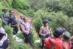 Ladang Ganja Ditemukan di Lereng Gunung Semeru, Dua Warga Lumajang Diamankan